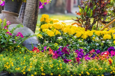 Bahçedeki çiçekler.