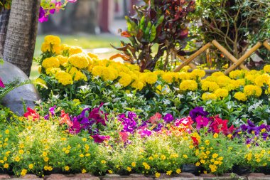 Çitle çevrili bir ön bahçede çiçek.