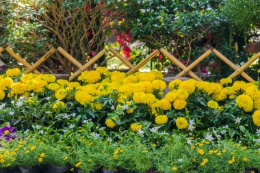 Çitle çevrili bir ön bahçede çiçek.