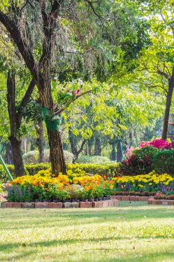 Bahçedeki çiçekler.