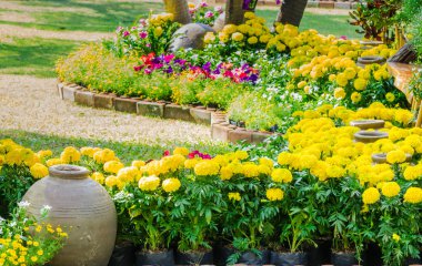 Bahçedeki çiçekler.