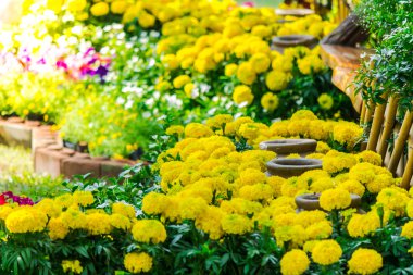 Bahçedeki çiçekler.