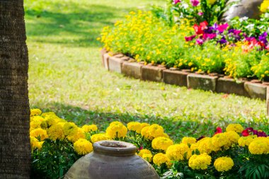 Bahçedeki çiçekler.