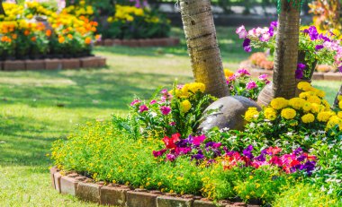 Bahçedeki çiçekler.