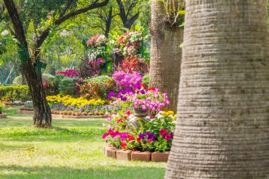 Bahçedeki çiçekler.