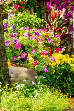 Bahçedeki çiçekler.