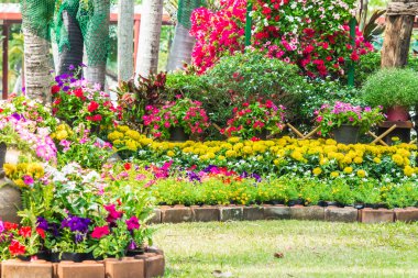 Bahçedeki çiçekler.