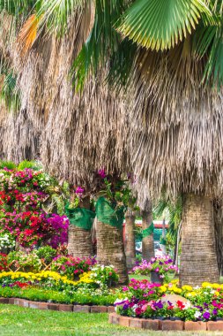 Bahçedeki çiçekler.