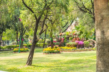 Bahçedeki çiçekler.