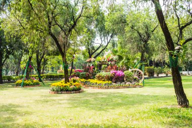 Bahçedeki çiçekler.