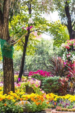 Bahçedeki çiçekler.