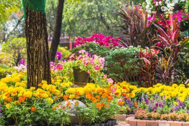 Bahçedeki çiçekler.