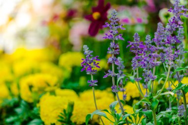 Bahçedeki çiçekler.