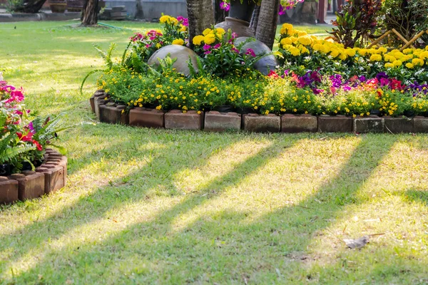 Flores no jardim. — Fotografia de Stock