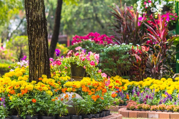 Fiori in giardino. — Foto Stock