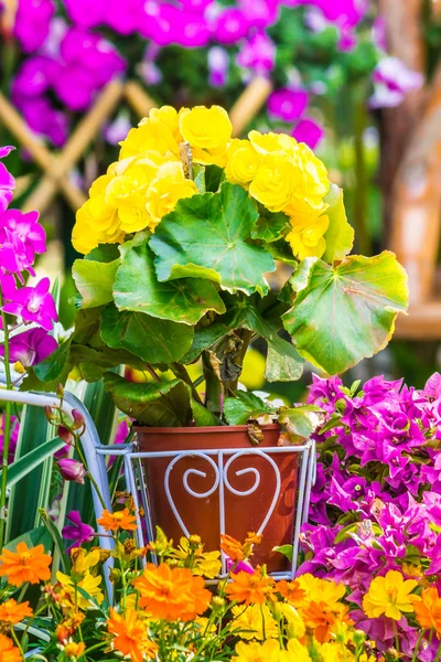 Recinzione di picchetti circondata da fiori in un cortile anteriore . — Foto Stock