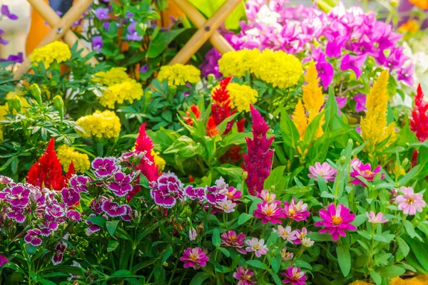 Valla de piquete rodeada de flores en un patio delantero . —  Fotos de Stock