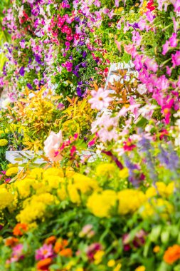 Bahçedeki çiçekler.