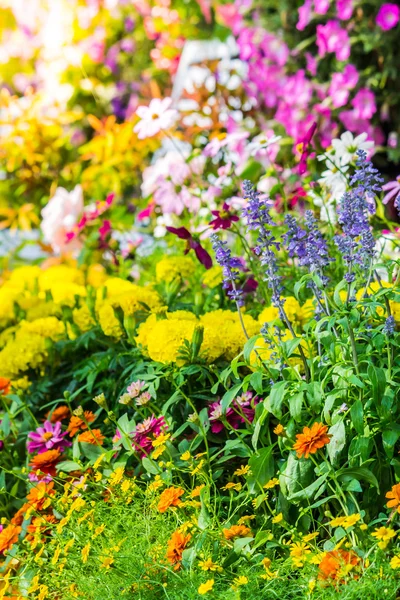 Bahçedeki çiçekler.