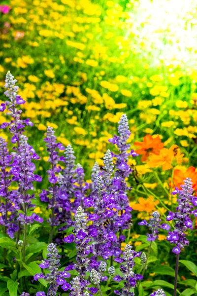 Flores en el jardín. —  Fotos de Stock