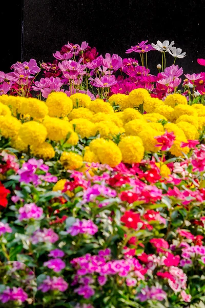 庭の花. — ストック写真