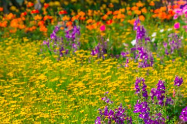 Bahçedeki çiçekler.