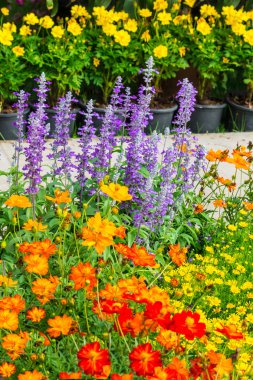 Bahçedeki çiçekler.