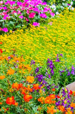 Bahçedeki çiçekler.