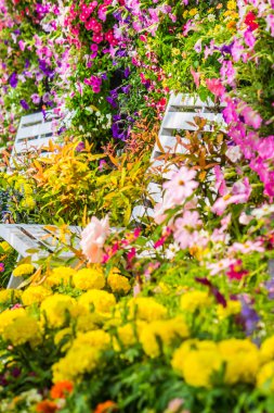 Bahçedeki çiçekler.