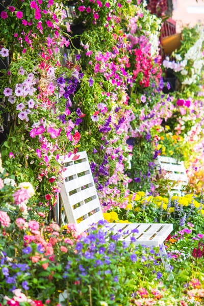 Fiori in giardino. — Foto Stock