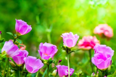 Portulaca grandiflora (Moss-gül Semizotu veya yosun-gül), Aile 