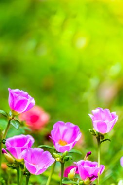Portulaca grandiflora (Moss-gül Semizotu veya yosun-gül), Aile 