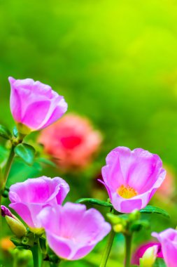 Portulaca grandiflora (Moss-gül Semizotu veya yosun-gül), Aile 