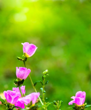 Portulaca grandiflora (Moss-gül Semizotu veya yosun-gül), Aile 