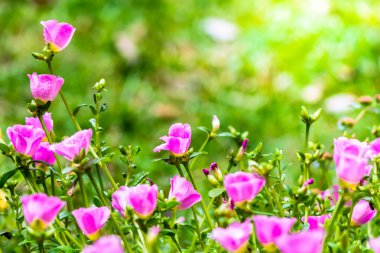 Portulaca grandiflora (Moss-gül Semizotu veya yosun-gül), Aile 