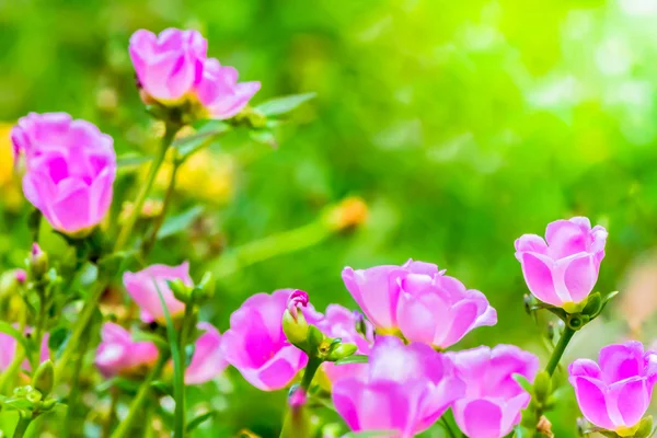 Portulaca grandiflora (Moss-gül Semizotu veya yosun-gül), Aile 