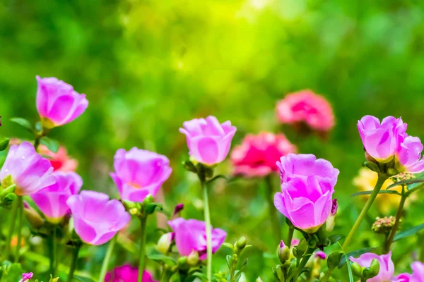 Portulaca grandiflora (Moss-gül Semizotu veya yosun-gül), Aile 