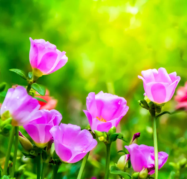 Portulaca grandiflora (Moss-gül Semizotu veya yosun-gül), Aile 