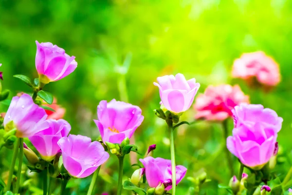 Portulaca grandiflora (Moss-gül Semizotu veya yosun-gül), Aile 