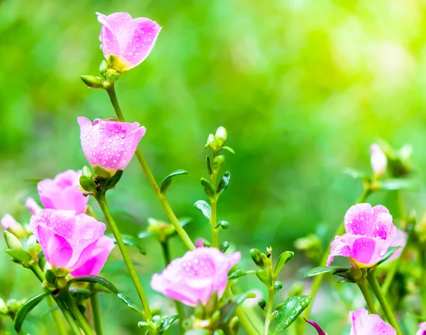 Portulaca grandiflora (Moss-gül Semizotu veya yosun-gül), Aile 