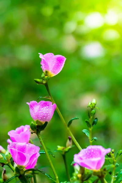 Portulaca grandiflora (Moss-rose Purslane or Moss-rose), Family — Stock Photo, Image