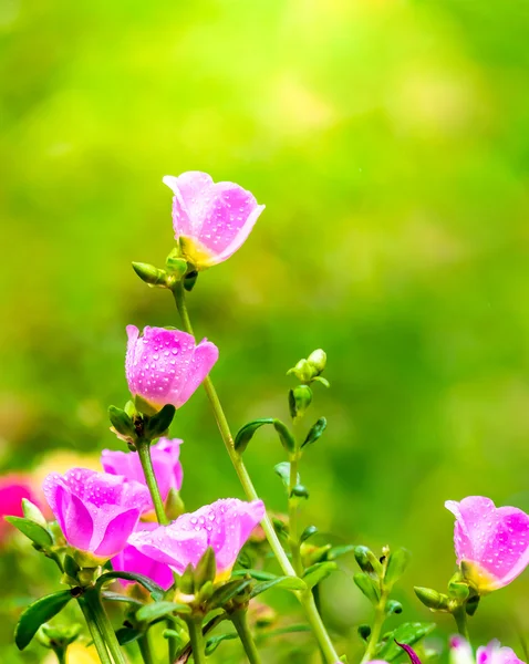 Portulaca grandiflora (Moss-gül Semizotu veya yosun-gül), Aile 