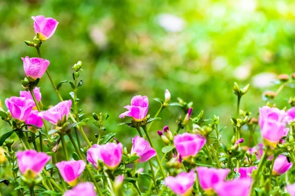 Portulaca grandiflora (Moss-gül Semizotu veya yosun-gül), Aile 