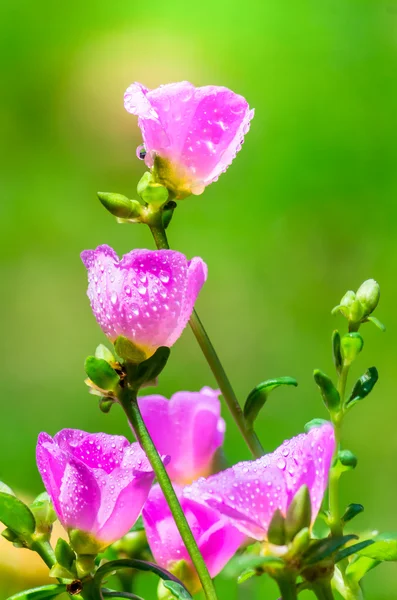 Portulaca grandiflora (Moss-gül Semizotu veya yosun-gül), Aile 