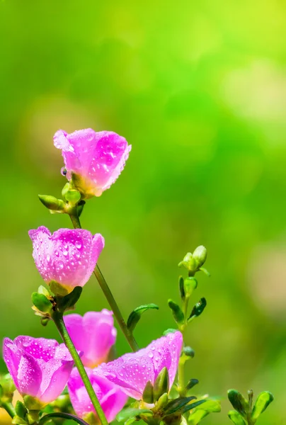 Portulaca grandiflora (Moss-gül Semizotu veya yosun-gül), Aile 