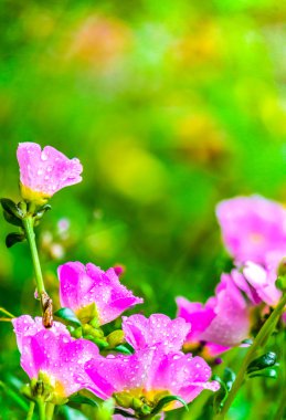 Portulaca grandiflora (Moss-gül Semizotu veya yosun-gül), Aile 
