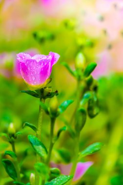Portulaca grandiflora (Moss-gül Semizotu veya yosun-gül), Aile 