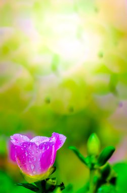 Portulaca grandiflora (Moss-gül Semizotu veya yosun-gül), Aile 