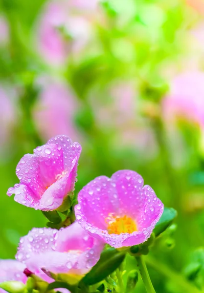 Portulaca grandiflora (Moss-rose Purslane o Moss-rose), Familia — Foto de Stock