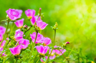 Portulaca grandiflora (Moss-gül Semizotu veya yosun-gül), Aile 